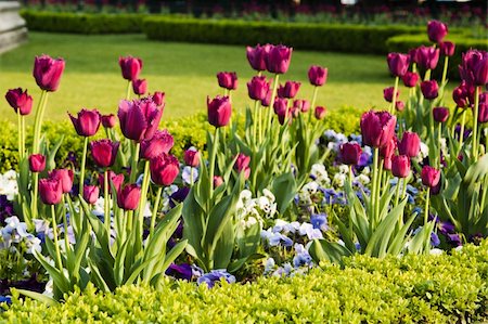 Well-groomed spring garden. Claret tulips Stock Photo - Budget Royalty-Free & Subscription, Code: 400-05663571