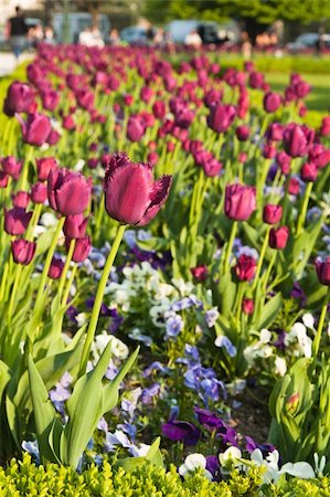 Well-groomed spring garden. Claret tulips Foto de stock - Super Valor sin royalties y Suscripción, Código: 400-05663572