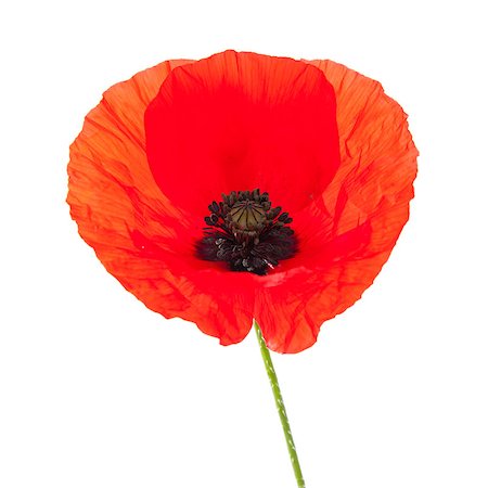 simsearch:400-05333490,k - red poppy isolated Photographie de stock - Aubaine LD & Abonnement, Code: 400-05663586