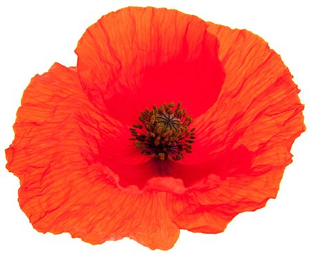 simsearch:400-05333490,k - red poppy isolated Photographie de stock - Aubaine LD & Abonnement, Code: 400-05663587