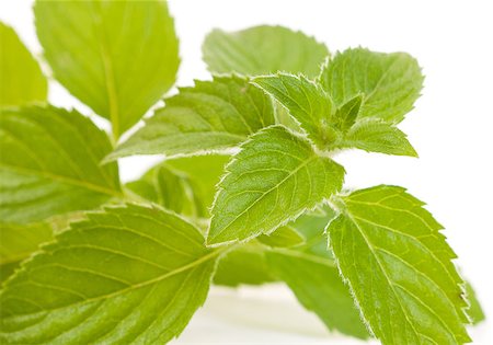 spearmint - Mentha piperita  / Swiss mint Stock Photo - Budget Royalty-Free & Subscription, Code: 400-05663756