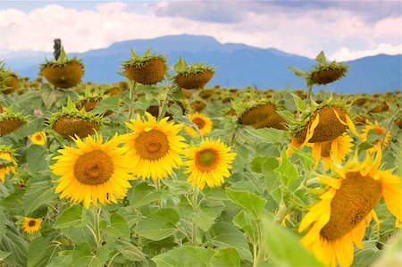 sunflower field with dramatic sky Stock Photo - Budget Royalty-Free & Subscription, Code: 400-05663848
