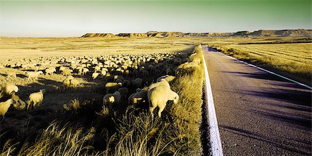 Rural landscape with flock of sheep in the desert Stock Photo - Budget Royalty-Free & Subscription, Code: 400-05663881