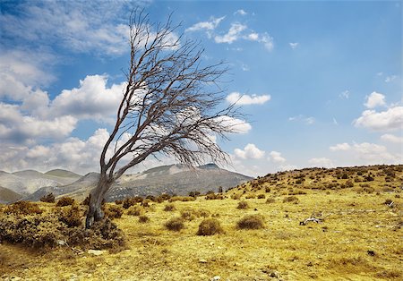 Dramatic landscape with lonely dry tree against the blue sky Stock Photo - Budget Royalty-Free & Subscription, Code: 400-05663894