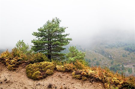 simsearch:400-07253967,k - Detail misty mountain landscape with pine-tree Photographie de stock - Aubaine LD & Abonnement, Code: 400-05663906