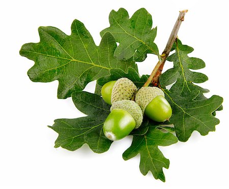 green acorn fruits with leaves isolated on white background Stock Photo - Budget Royalty-Free & Subscription, Code: 400-05663914