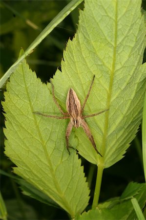 simsearch:400-04824887,k - Nursery web spider (Pisaura mirabilis) on a leaf Stock Photo - Budget Royalty-Free & Subscription, Code: 400-05674009