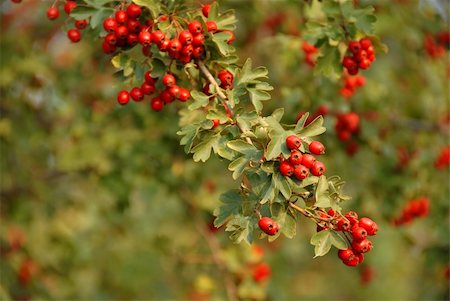 hawthorn branch with red ripe haws over green Stock Photo - Budget Royalty-Free & Subscription, Code: 400-05674003