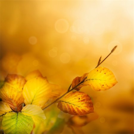 Colorful Autumn leaves background with bokeh lights Stock Photo - Budget Royalty-Free & Subscription, Code: 400-05674139