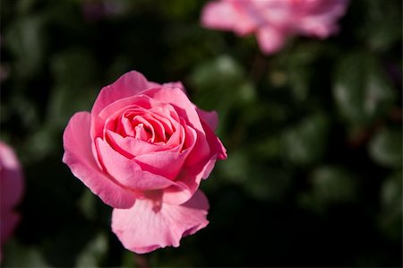 simsearch:400-05094809,k - pink rose Stock Photo - Budget Royalty-Free & Subscription, Code: 400-05674294