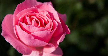 simsearch:400-05094809,k - pink rose Stock Photo - Budget Royalty-Free & Subscription, Code: 400-05674293