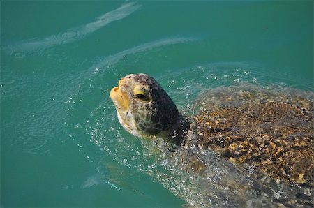 Green Sea Turtle Stockbilder - Microstock & Abonnement, Bildnummer: 400-05674302