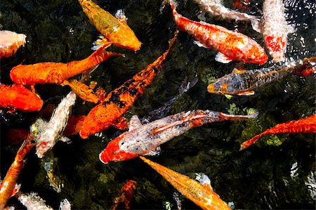 Looking down into a pond of Colorful koi fish swimming at the surface. Photographie de stock - Aubaine LD & Abonnement, Code: 400-05674311
