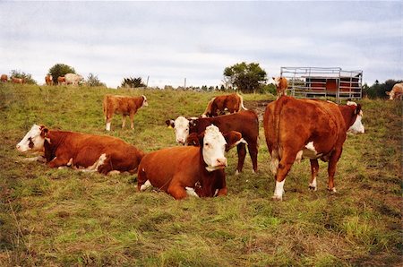 simsearch:400-08075707,k - Cows in a field. Vintage look. Stockbilder - Microstock & Abonnement, Bildnummer: 400-05674365