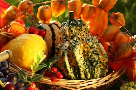simsearch:400-05674539,k - Still life of pumpkins for Thanksgiving Stock Photo - Budget Royalty-Free & Subscription, Code: 400-05674565