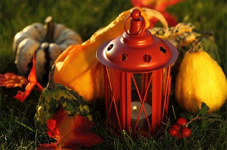 pumpkin home garden - Still life of pumpkins for Thanksgiving Stock Photo - Budget Royalty-Free & Subscription, Code: 400-05674568