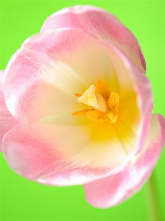 Beautifu spring pink tulip flower over light green background Stock Photo - Budget Royalty-Free & Subscription, Code: 400-05674597