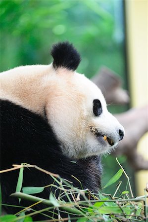 A giant panda lying on the ground and eating bamboo Stock Photo - Budget Royalty-Free & Subscription, Code: 400-05674742