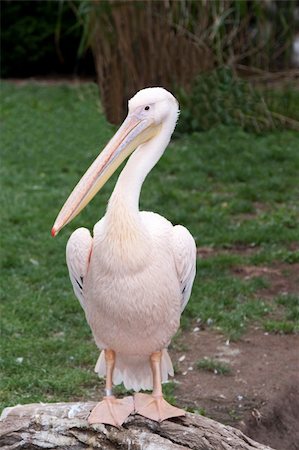 simsearch:400-04334004,k - Bird pelican with beak on background of the green herb Stock Photo - Budget Royalty-Free & Subscription, Code: 400-05674823