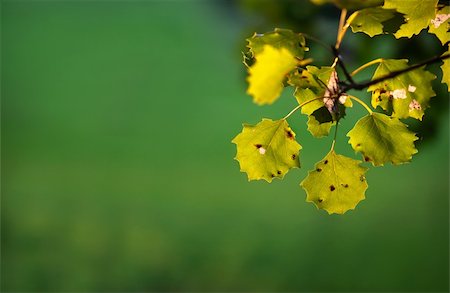 fall aspen leaves - Aspen leaves in late summer on smooth green background Stock Photo - Budget Royalty-Free & Subscription, Code: 400-05674948