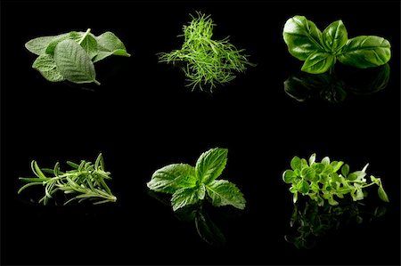 photo of different fresh herbs putted together into a collage Stockbilder - Microstock & Abonnement, Bildnummer: 400-05675047