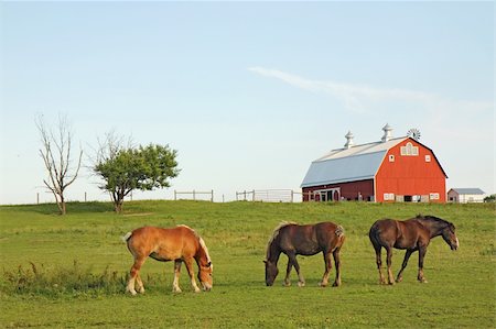 Three Belgian draft horses graze on a farm at Prophetstown State Park, Tippecanoe County, Indiana, with green grass and blue sky Foto de stock - Super Valor sin royalties y Suscripción, Código: 400-05675235