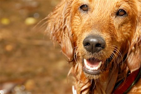 simsearch:400-05315872,k - orange wet golden retriever dog portrait outdoors Stockbilder - Microstock & Abonnement, Bildnummer: 400-05675569