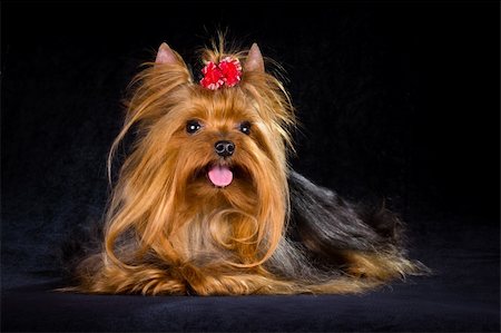 small cute dogs breeds - Yorkshire Terrier on a light black background Stock Photo - Budget Royalty-Free & Subscription, Code: 400-05675656