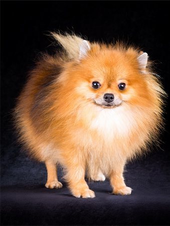 simsearch:400-05722368,k - Fluffy Pomeranian puppy on a black background Stock Photo - Budget Royalty-Free & Subscription, Code: 400-05675657