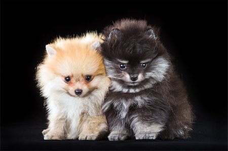 Two fluffy Pomeranian puppies on a black background Stockbilder - Microstock & Abonnement, Bildnummer: 400-05675650