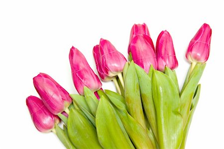 simsearch:628-01278649,k - Beautiful spring tulips bunch isolated over white background Fotografie stock - Microstock e Abbonamento, Codice: 400-05675664