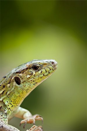 Close up lizard on green natural background Stock Photo - Budget Royalty-Free & Subscription, Code: 400-05675679