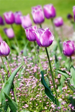 simsearch:700-00551010,k - purple  tulips natural floral backgrounds outdoor Stock Photo - Budget Royalty-Free & Subscription, Code: 400-05675698