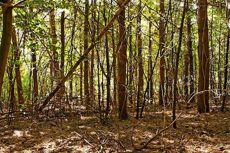 Edge of wild pine forest. Sunlight creates deep shadows, highlights the contours of trees Stock Photo - Budget Royalty-Free & Subscription, Code: 400-05675719