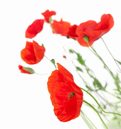 simsearch:689-03123695,k - Poppies isolated on white background / focus on the foreground / floral border Foto de stock - Royalty-Free Super Valor e Assinatura, Número: 400-05675850