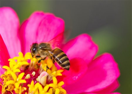 simsearch:400-04909471,k - honey bee on pink flower collecting nectar Photographie de stock - Aubaine LD & Abonnement, Code: 400-05675885
