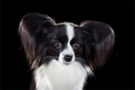 small white dog with fur - Dog breed Papillon on a black background Stock Photo - Budget Royalty-Free & Subscription, Code: 400-05676048