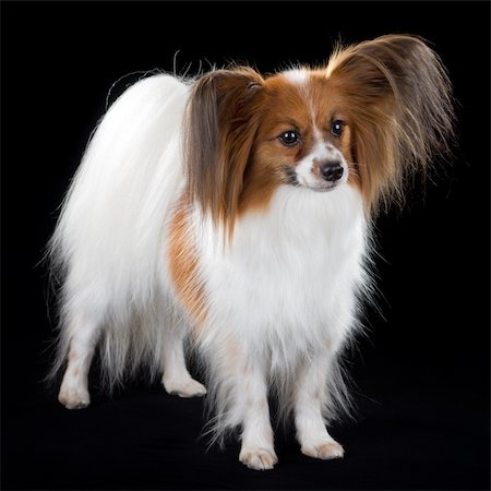 simsearch:400-05722368,k - Dog breed Papillon on a black background Stock Photo - Budget Royalty-Free & Subscription, Code: 400-05676049