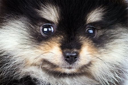 simsearch:400-05672007,k - Closeup of a Pomeranian puppy Foto de stock - Royalty-Free Super Valor e Assinatura, Número: 400-05676040