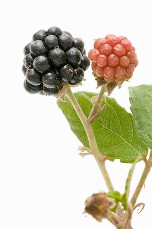 simsearch:400-05678416,k - freshly picked blackberries on white background Photographie de stock - Aubaine LD & Abonnement, Code: 400-05676324