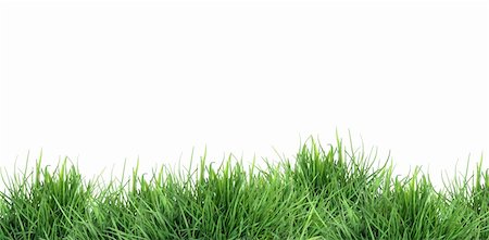 Nature concept. Freshness green grass against white background Stock Photo - Budget Royalty-Free & Subscription, Code: 400-05676452