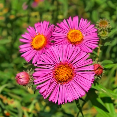 Autumn flowers in the flowerbed. Fine sunny day Stock Photo - Budget Royalty-Free & Subscription, Code: 400-05676485