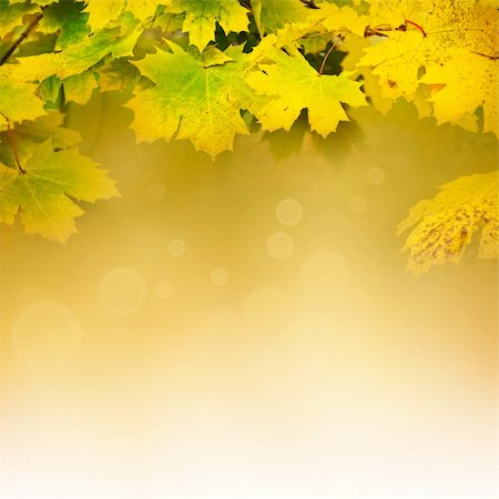 Autumn design background with colorful green and yellow leaves falling from the tree Photographie de stock - Aubaine LD & Abonnement, Code: 400-05676486