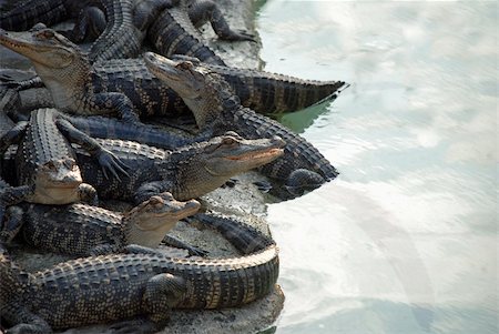 alligators in a pile near a pool of reflective water Stock Photo - Budget Royalty-Free & Subscription, Code: 400-05676818