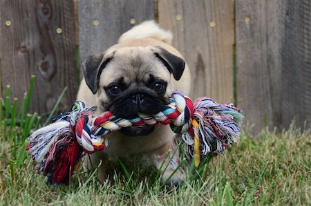 simsearch:400-04205949,k - pug playing in the grass with a chew toy Photographie de stock - Aubaine LD & Abonnement, Code: 400-05676823