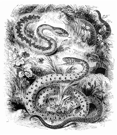 Common adder and Ringed Snake / Grass Snake. Illustration from The Penny Magazine, august 1843. Foto de stock - Super Valor sin royalties y Suscripción, Código: 400-05676933