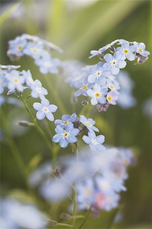 Myosotis is a genus of flowering plants in the family Boraginaceae  that are commonly called Forget-me-nots. Stock Photo - Budget Royalty-Free & Subscription, Code: 400-05676969