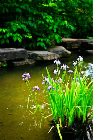 petal on stone - Purple iris flowers in landscaped natural garden pond Stock Photo - Budget Royalty-Free & Subscription, Code: 400-05677052