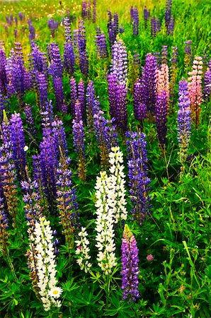 simsearch:841-03674533,k - Purple and pink garden lupin wild flowers in Newfoundland Photographie de stock - Aubaine LD & Abonnement, Code: 400-05677094