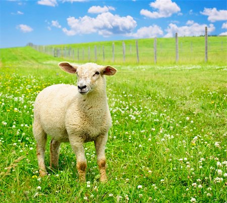 femelle du mouton - Cute funny sheep or lamb in green meadow Photographie de stock - Aubaine LD & Abonnement, Code: 400-05677125